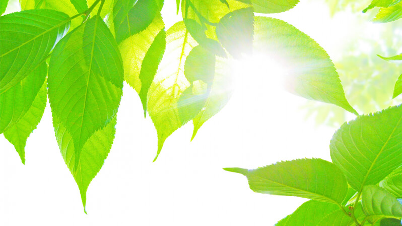 SPF50+、PA+++で、強力紫外線カット!