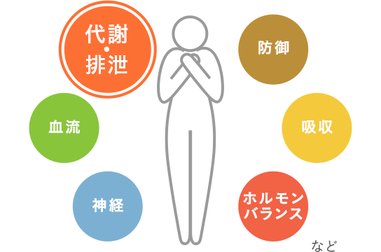 牛車腎気丸の働き