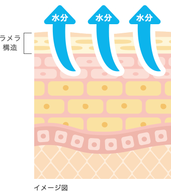 肌のイメージ図：ラメラ構造、水分