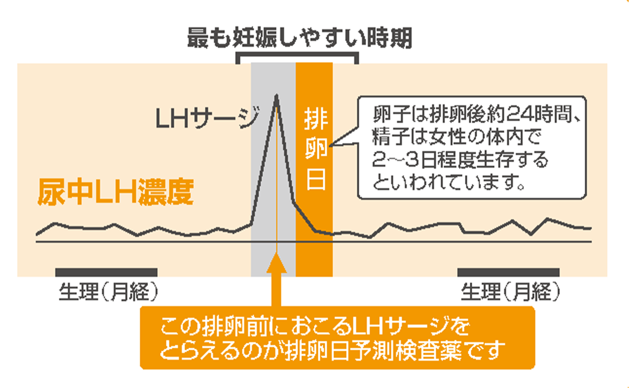 排卵日とLHサージの関係グラフ