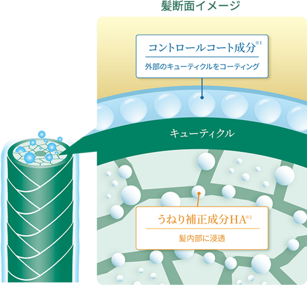 髪断面イメージ コントロールコート成分*1 外部のキューティクルをコーディング キューティクル うねり補正成分HA*2 髪内部に浸透