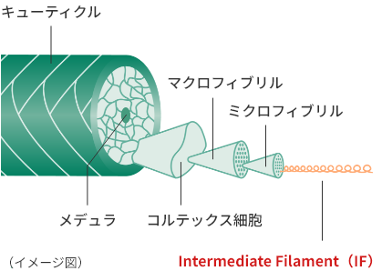 キューティクル メデュラ コルテックス細胞 マクロフィブリル ミクロフィブリル Intermediate Filament（IF）（イメージ図）