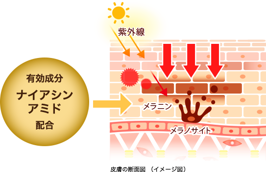 皮膚の断面図（イメージ図）: 有効成分ナイアシンアミド配合