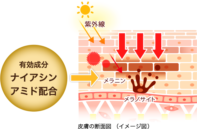 皮膚の断面図（イメージ図）: 有効成分ナイアシンアミド配合