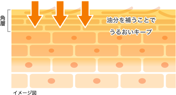 イメージ図: 油分を補うことでうるおいキープ