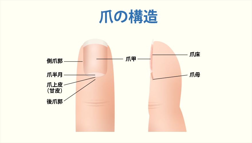 爪の構造