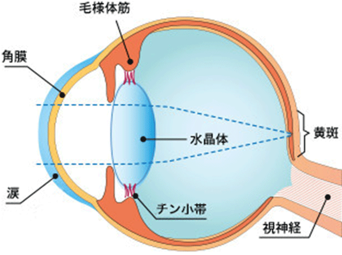 老眼の原因2、水晶体の機能も低下する
