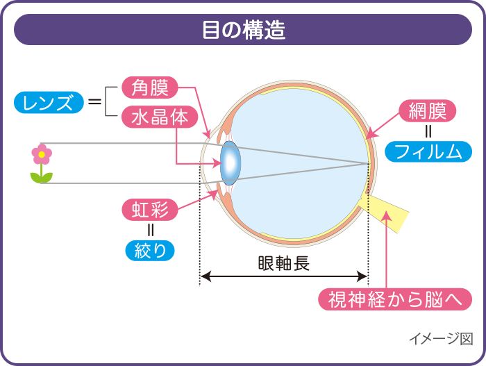 近視とは。目も成長段階にあるこどもは、近視を発症しやすいので要注意 | ロート製薬: 商品情報サイト
