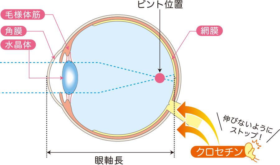 クロセチンのはたらき