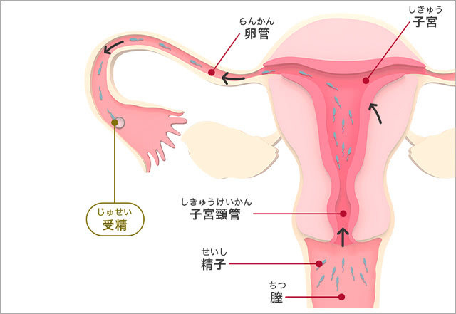 精子の経路