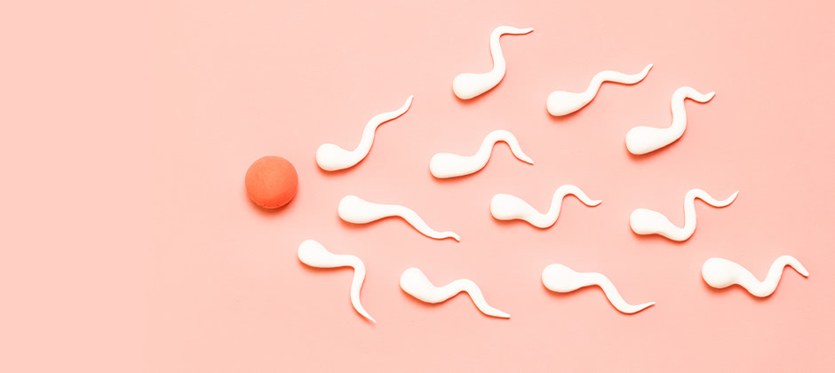 卵子と精子はどのように出会うの!?排卵から受精までそれぞれの旅