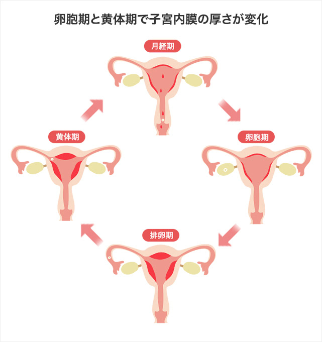 卵胞期と黄体期で子宮内膜の厚さが変化