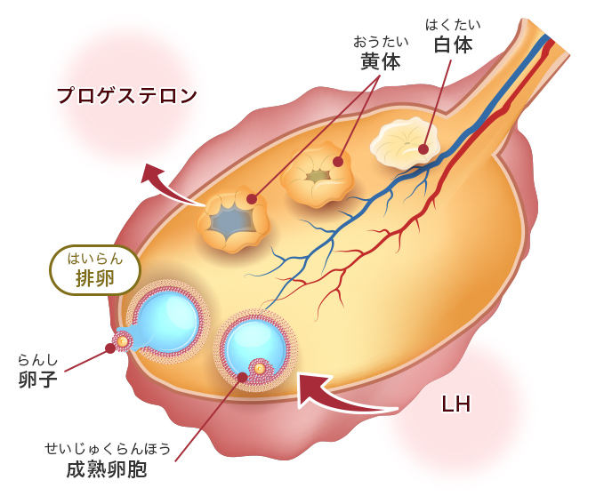 図：排卵の部分