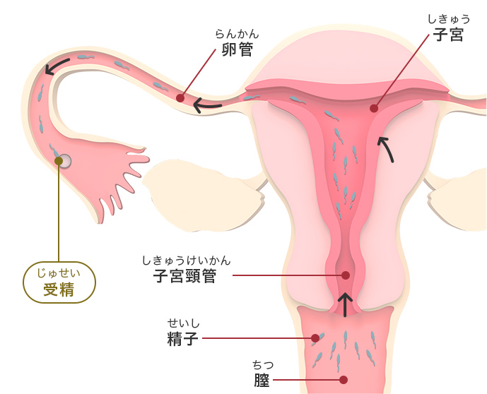 図：精子が移動する