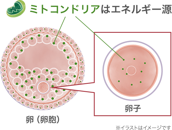 ミトコンドリアは、人の体のほとんどの細胞に存在するエネルギー産生器官。卵（卵胞）や卵子、精子にも存在している。