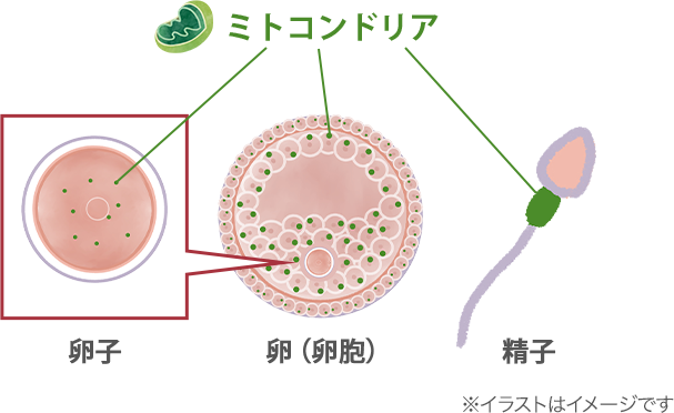 ミトコンドリアは、卵子や精子、卵胞内の顆粒膜細胞など、ほとんどの細胞に存在し、エネルギーを作り出しています