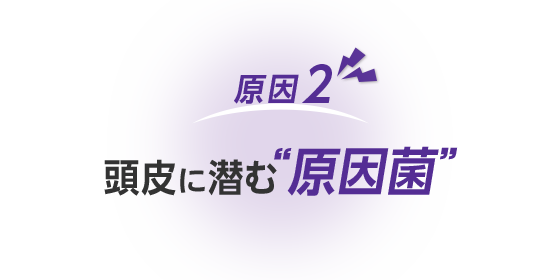原因2 頭皮に潜む“原因菌”