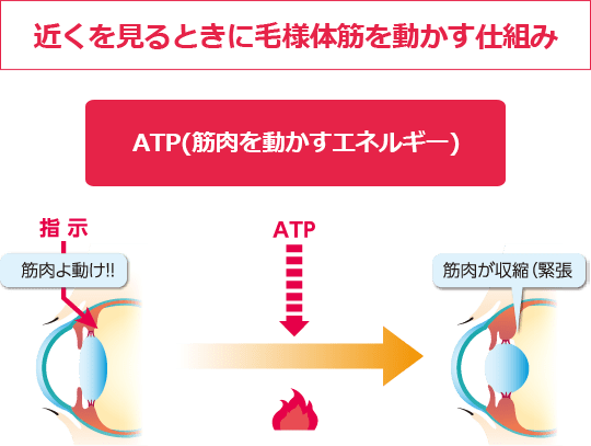 「近くを見るときに毛様体筋を動かす仕組み」