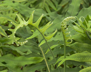 ポリポディウム・レウコトモス（シダ植物）が獲得したNrf2による紫外線防御の仕組み