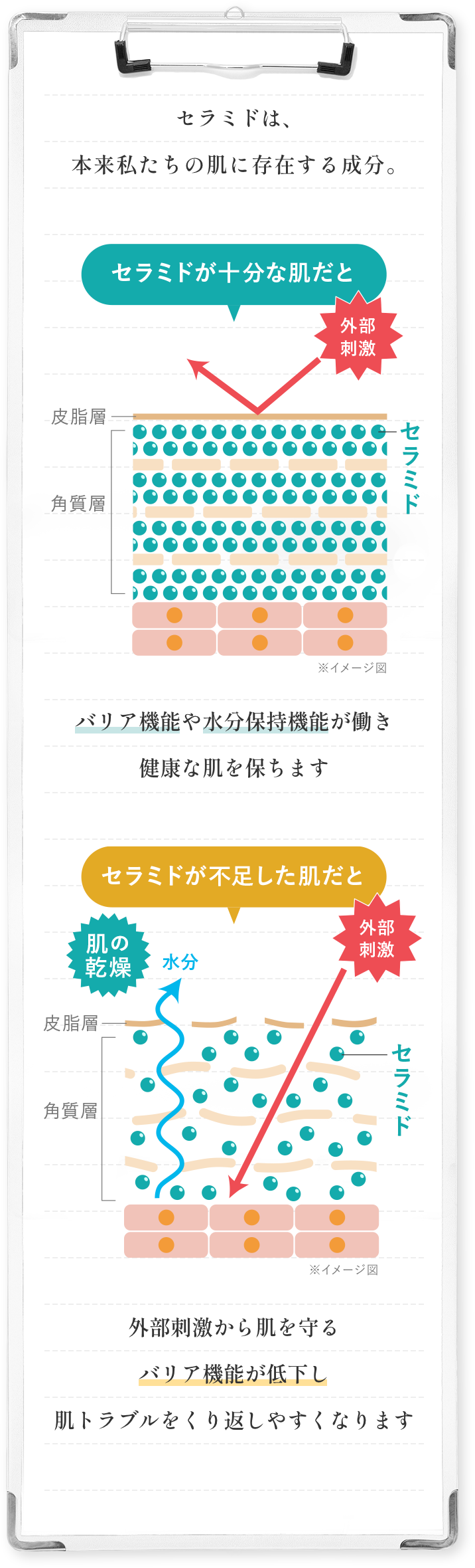 セラミドは、本来私たちの肌に存在する成分。