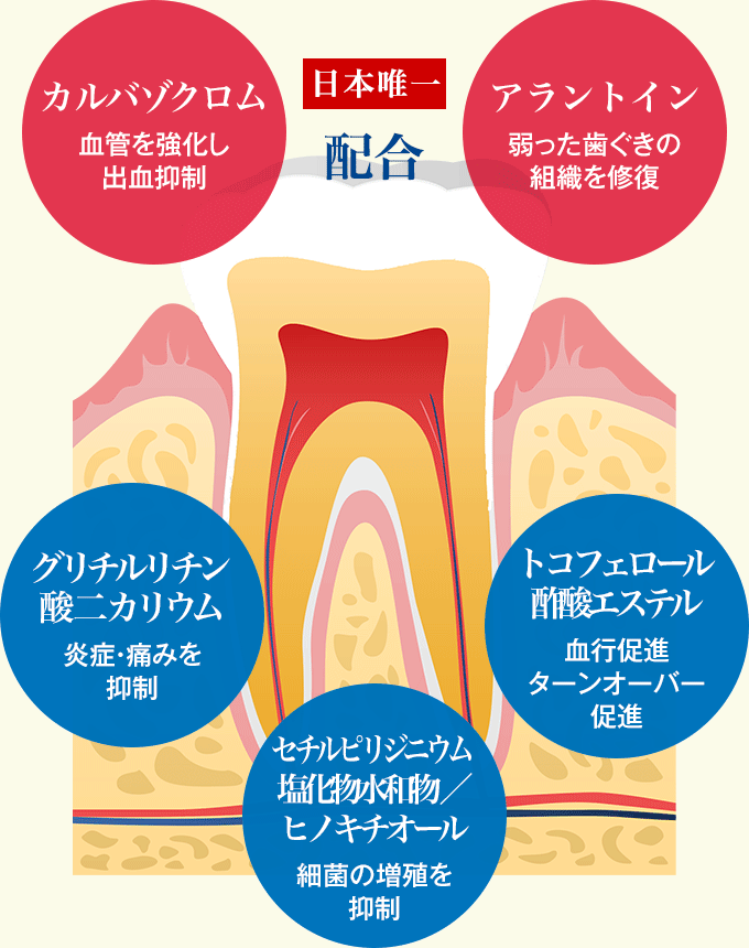 日本唯一配合「カルバゾクロム 血管を強化し出血抑制」「アラントイン 弱った歯ぐきの組織を修復」「グリチルリチン酸二カリウム 炎症・痛みを抑制」「トコフェロール酢酸エステル 血行促進ターンオーバー促進」「セチルピリジニウム塩化物水和物 ／ヒノキチオール細菌の増殖を抑制」