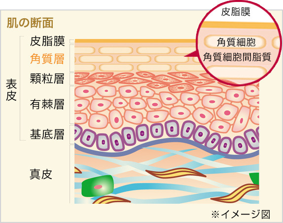 メンソレータム ヘパリペア ロート製薬 商品情報サイト