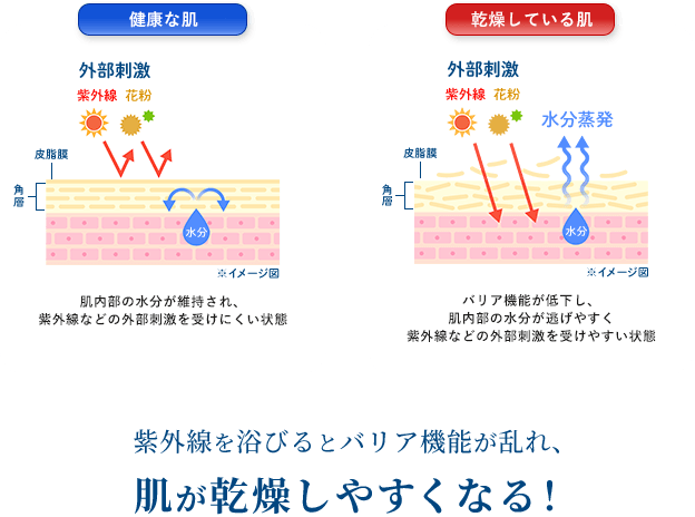 紫外線を浴びるとバリア機能が乱れ、肌が乾燥しやすくなる！