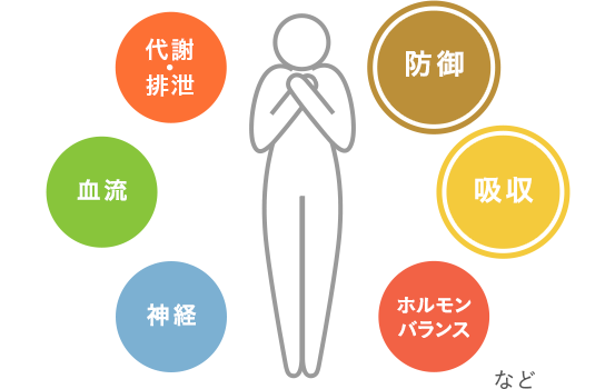 補中益気湯の働き